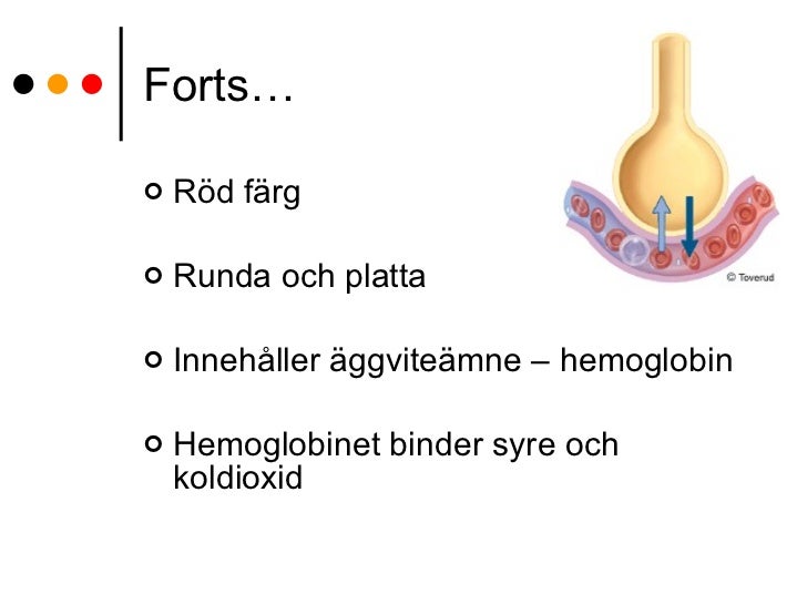äggviteämne i blodet